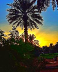 Palm trees on field at sunset