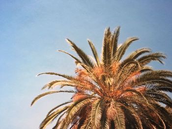 Low angle view of palm tree against sky