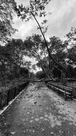 Footpath amidst trees against sky
