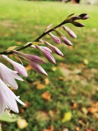 Close-up of purple flowering plant