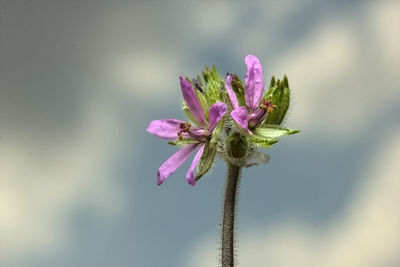 Close-up of pink flowering plant