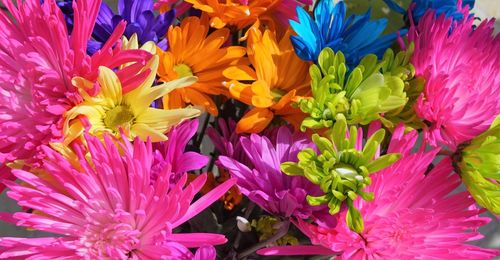 Close-up of pink flowers