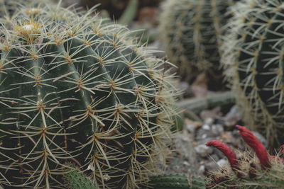 Close-up of cactus plant growing on field