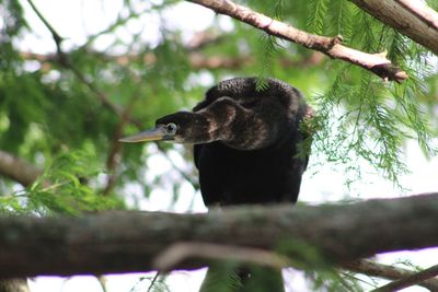 Bird perching on a branch