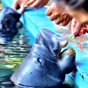 Cropped image of people feeding manatee in zoo