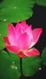 Close-up of pink lotus water lily in pond