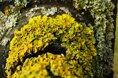 Close-up of yellow flower blooming outdoors