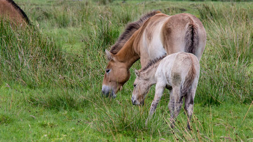 Horse grazing on field