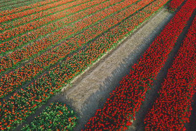 High angle view of agricultural field