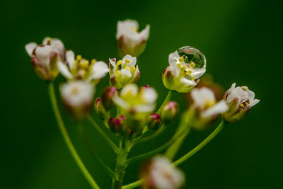 Close-up of flowers