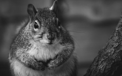 Close-up of squirrel