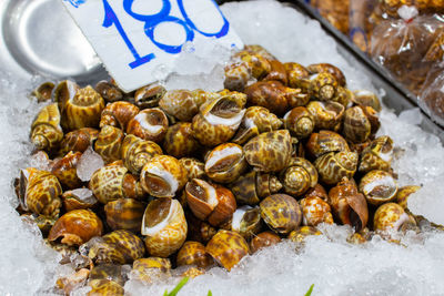 Freshly caught sea snails or shellfish for sale on a street market