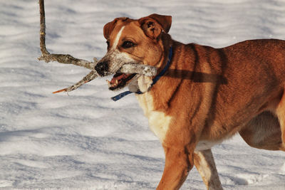 Dog looking away on snow covered land