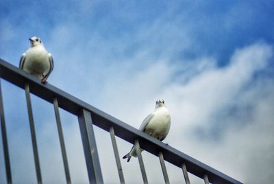 Low angle view of seagulls perching on railing