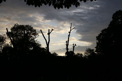 Low angle view of trees against cloudy sky