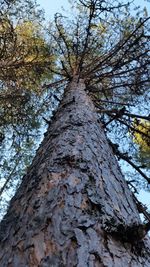 Low angle view of tree against sky