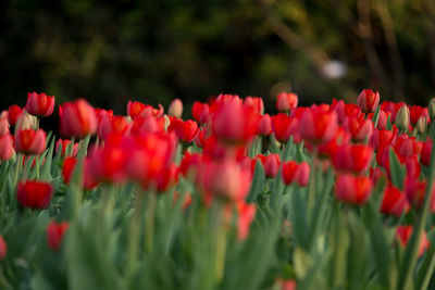 Red poppy flowers blooming outdoors