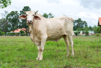 Cow standing in a field