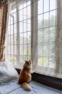 Mix ragdoll persian male cat looking towards camera, sitting near a window close to a sofa.