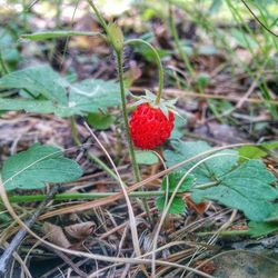 Close-up of strawberry on field