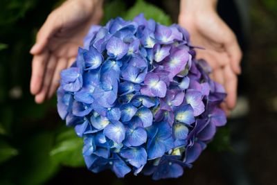 Close-up of hand holding purple hydrangea blooming outdoors