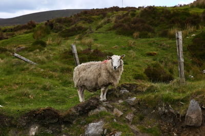 Sheep standing in a field