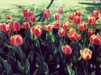 Red tulips in field