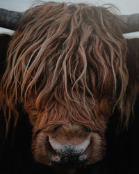 Close-up of a cow