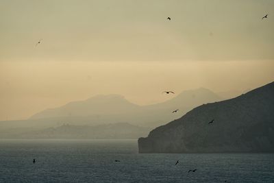 Seagull flying over sea against sky