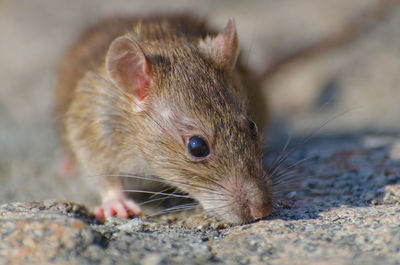 Close-up of rat