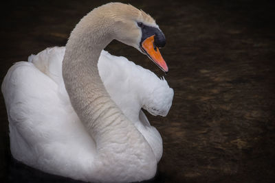 Close-up of swan