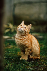 Cat looking away on field