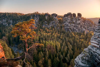 Scenic view of forest against sky during autumn