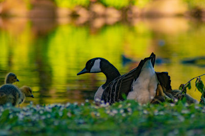 View of birds in lake