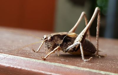 Close-up of insect