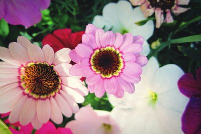 High angle view of pink flowering plants