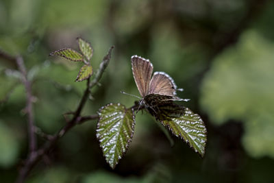 Close-up of butterfly on plant