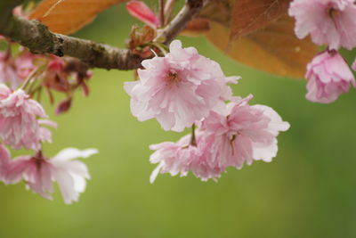 Close-up of pink cherry blossoms
