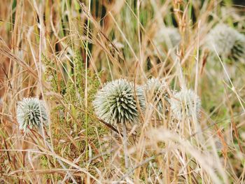 Close-up of plants