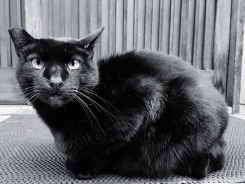 Close-up portrait of cat sitting