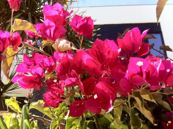 Close-up of pink bougainvillea blooming outdoors