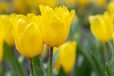 Close-up of wet yellow flowering plant