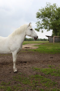 Horse standing on field against sky