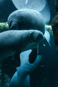 Dugong in aquarium of geno