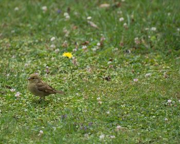 View of an animal on field