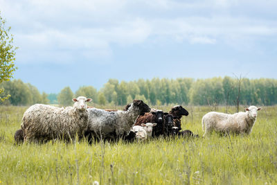 Sheep in a field