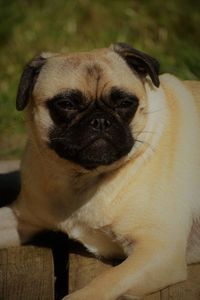 Close-up portrait of a dog