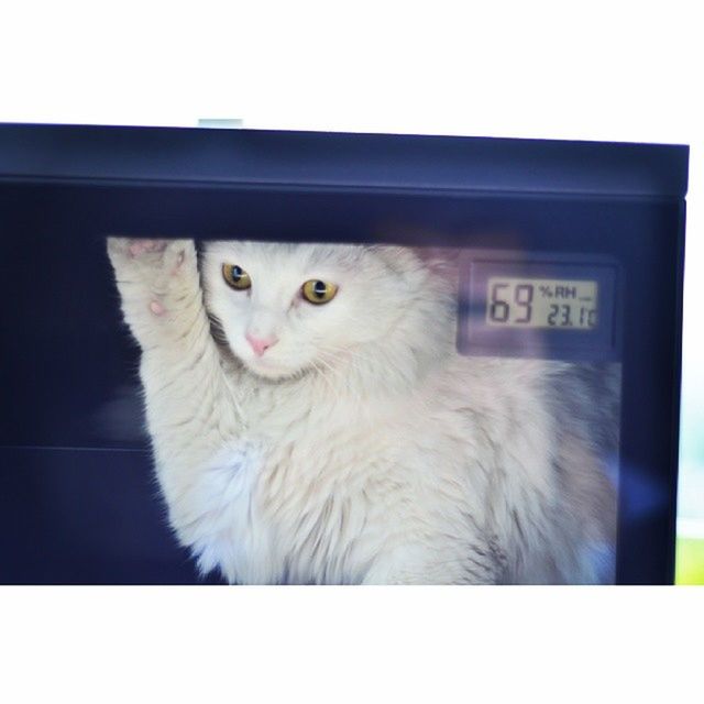 animal themes, one animal, domestic animals, pets, mammal, animal head, domestic cat, indoors, cat, close-up, portrait, transfer print, looking at camera, feline, alertness, whisker, auto post production filter, white color, animal eye