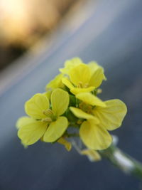 Close-up of yellow flowers