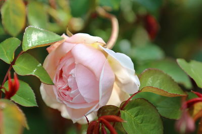 Close-up of pink rose plant